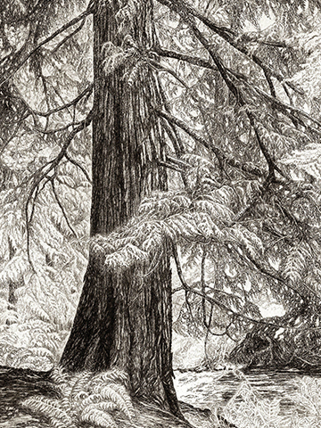 Exhibit highlights artists’ love for Pacific Northwest trees