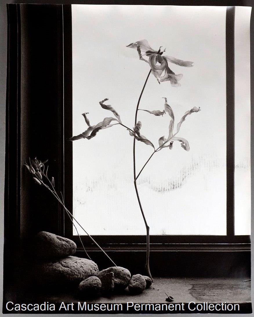 Bird artwork from Cascadia Art Museum’s permanent collection
